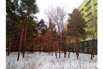  жилой комплекс Сосновый Бор